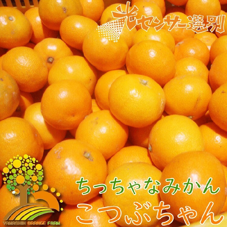 ちっちゃな 有田みかん こつぶみかん10kg (3S〜Sサイズ混合)| 小粒 光センサー選別 温州みかん みかん 柑橘 果物 くだもの フルーツ ※2024年11月中旬〜2025年1月下旬頃に順次発送予定 ※北海