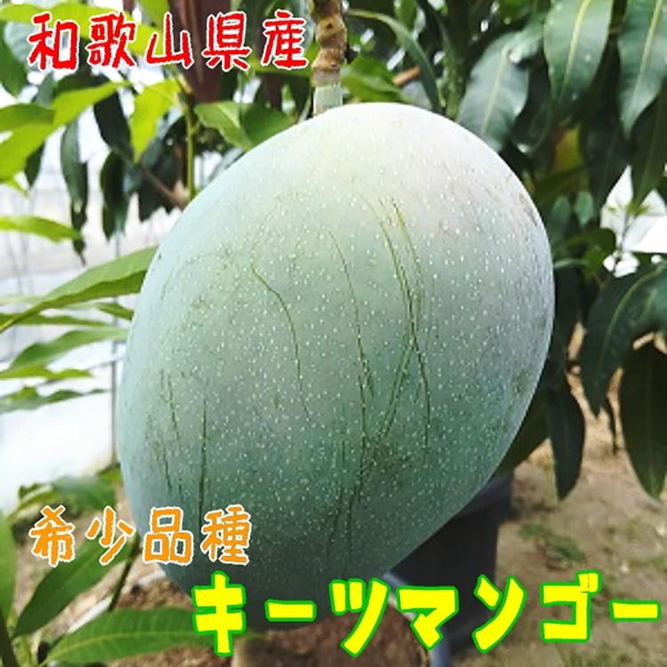 【希少マンゴー】濃厚キーツマンゴー 約800g(1〜3玉) | 先行予約 濃厚 果物 フルーツ 甘い ※2025年9月上旬〜10月中旬頃に順次発送予定和歌山県美浜町20000果物・フルーツマンゴー・パイナッ