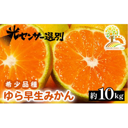 ゆら早生 みかん 濃厚な味わい 約10kg 希少品種《有機質肥料100%》極早生 | 由良 ゆら 早生 わせ 柑橘 果物 くだもの フルーツ 和歌山 有田 ※2025年10月上旬〜11月中旬頃に順次発送予定 ※北