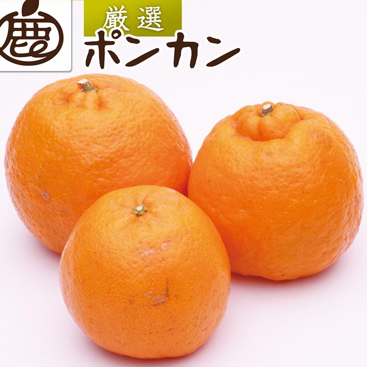 <1月より発送>厳選 ポンカン1kg+250g(傷み補償分) ※北海道・沖縄・離島への配送不可 ※2026年1月下旬〜2月下旬頃に順次発送予定和歌山県美浜町7000果物・フルーツみかん・柑橘類
