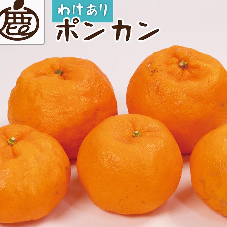 <1月より発送>家庭用 ポンカン5kg+250g(傷み補償分) ※北海道・沖縄・離島への配送不可 ※2026年1月下旬〜2月下旬頃に順次発送予定和歌山県美浜町13000果物・フルーツみかん・柑橘類