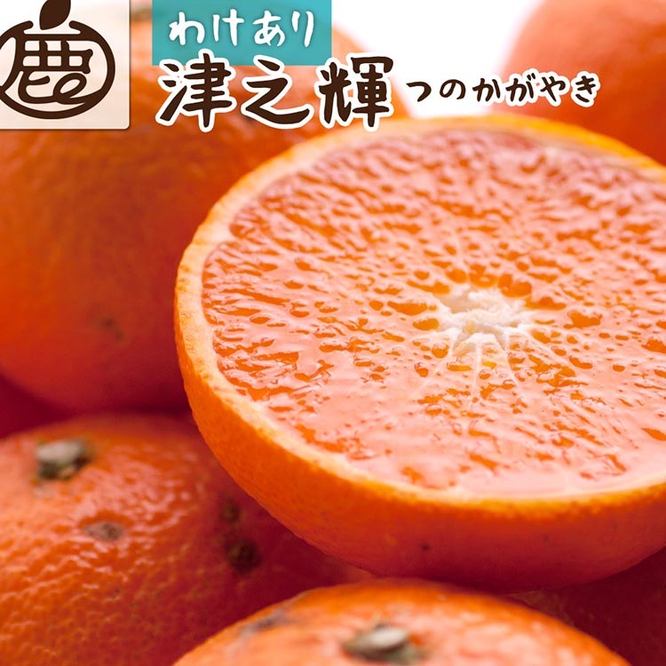 <2月より発送>家庭用 津之輝1kg+250g(傷み補償分)つのかがやき|わけあり・訳あり【光センサー選別】 | 柑橘 フルーツ 果物 濃厚 春 旬 和歌山 先行予約 選べる 国産 美浜町 ※北海道