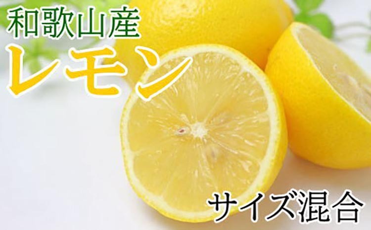 【産直】和歌山産レモン約5kg(サイズ混合) ※2026年3月中旬〜5月上旬頃に順次発送予定和歌山県美浜町15000果物・フルーツみかん・柑橘類