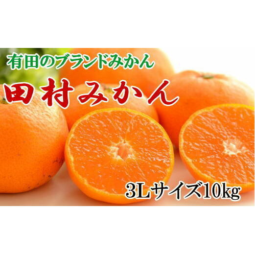 【ブランドみかん】田村みかん 大玉 約10kg (3Lサイズ) ※2025年11月下旬〜12月下旬頃に順次発送予定和歌山県美浜町13000果物・フルーツみかん・柑橘類