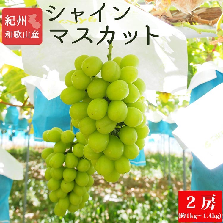 紀州和歌山産シャインマスカット2房(約1kg?1.4kg) ※2025年8月下旬頃?9月上旬頃に順次発送予定和歌山県美浜町18000果物・フルーツマスカット・ぶどう