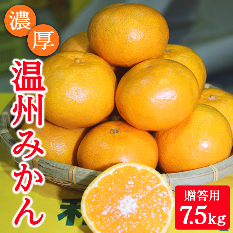 濃厚温州みかん贈答用7.5kg(和歌山天田みかん)◆ みかんの産地和歌山 北村農園直送 ※2025年12月上旬頃より順次発送予定和歌山県美浜町16000果物・フルーツみかん・柑橘類