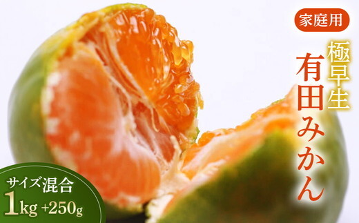 家庭用 極早生有田みかん1kg+250g(傷み補償分)【希少な新品種YN26】【菊みかん入り】◇ ※北海道・沖縄・離島への配送不可 ※2025年10月上旬〜11月中旬頃に順次発送予定和歌山県美浜町5000果