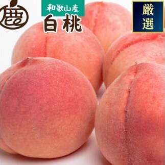 和歌山の厳選白桃 約4kg | 白鳳・清水白桃・川中島・もも・はくとう【化粧箱入り】 ※北海道・沖縄・離島への配送不可 ※2025年7月上旬〜7月下旬頃に順次発送予定和歌山県美浜町23000果物