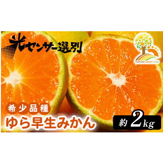 ゆら早生 みかん 濃厚な味わい 約2kg 希少品種《有機質肥料100%》極早生 | 由良 ゆら 早生 わせ 柑橘 果物 くだもの フルーツ 和歌山 有田 ※2025年10月上旬〜11月中旬頃に順次発送予定 ※北