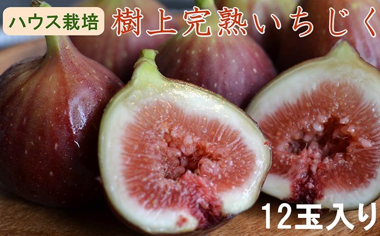 【ハウス栽培】和歌山県産樹上完熟いちじく12玉入り ※2025年8月上旬〜10月上旬頃に順次発送予定 ※北海道・沖縄・離島への配送不可和歌山県美浜町16000果物・フルーツその他 果物・フルー