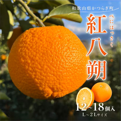 先行予約!紅はっさく 約5kg/12〜18個入り(L〜2Lサイズ)こだわり農家厳選! ※2026年1月下旬〜2月下旬頃より順次発送予定和歌山県美浜町17000果物・フルーツみかん・柑橘類