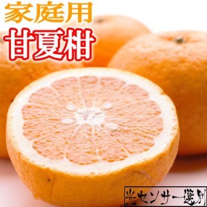 <4月より発送>家庭用 甘夏柑7.5kg+250g(傷み補償分)◇【初夏のみかん・旬の果物】【有田産】【光センサー食べ頃出荷】【わけあり・訳あり】 ※北海道・沖縄・離島への配送不可 ※2026年