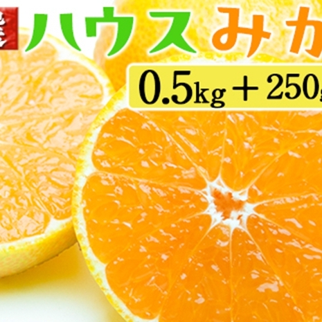 厳選 ハウスみかん0.5kg+250g(傷み補償分)和歌山県美浜町8000果物・フルーツみかん・柑橘類