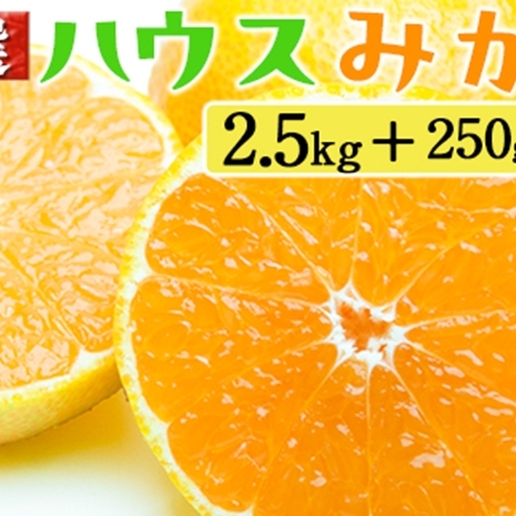 厳選 ハウスみかん2.5kg+250g(傷み補償分)和歌山県美浜町18000果物・フルーツみかん・柑橘類