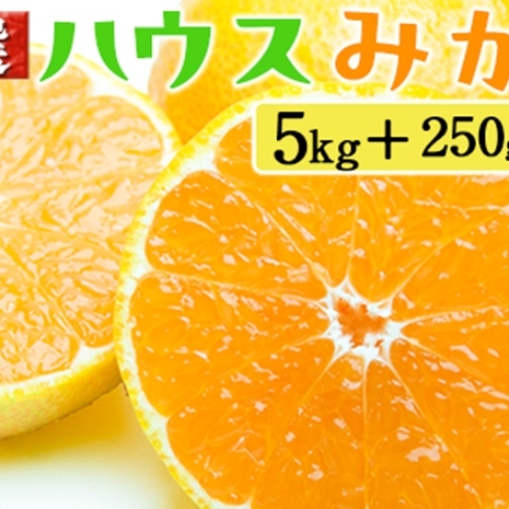 厳選 ハウスみかん5kg+250g(傷み補償分)和歌山県美浜町32000果物・フルーツみかん・柑橘類