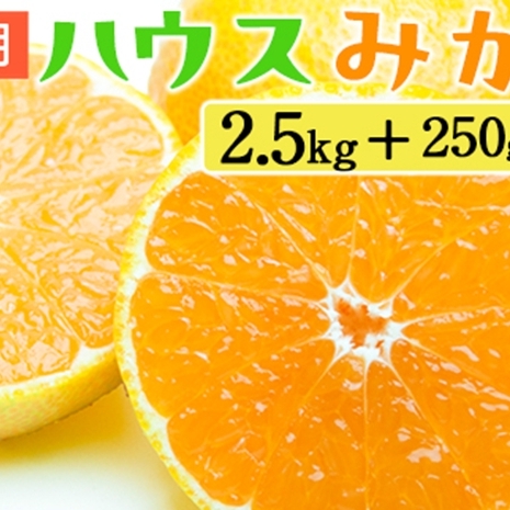 家庭用 ハウスみかん2.5kg+250g(傷み補償分)和歌山県美浜町17000果物・フルーツみかん・柑橘類