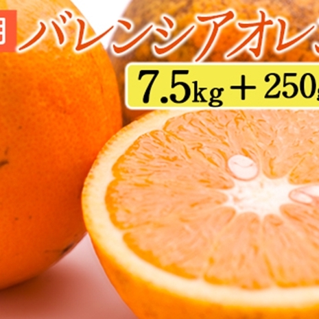 家庭用 バレンシアオレンジ7.5kg+250g(傷み補償分)和歌山県美浜町20000果物・フルーツみかん・柑橘類