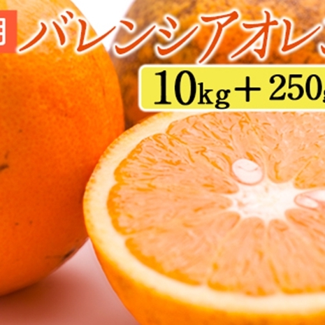 家庭用 バレンシアオレンジ10kg+250g(傷み補償分)和歌山県美浜町25000果物・フルーツみかん・柑橘類