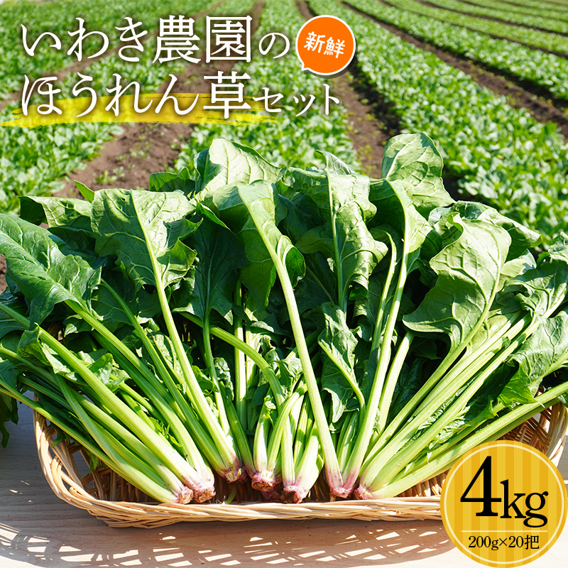 킫_̐VNق񑐃Zbg 4kg zE\E    Hi YD-461茧Rc16000؁Ê̑ 