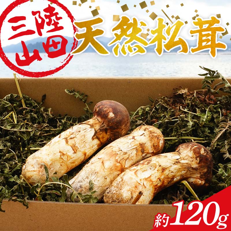 2025Ns\ 9{`10{\I 啟ۂ̎ORcYVR 120gyzwszyEzsz ORc Rc OY  ̂ YD-893茧Rc60000