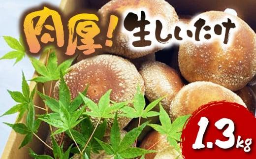 肉厚しいたけ 1.3kg 生椎茸 国産 シイタケ どんこ きのこ 野菜 キノコ しいたけ 生しいたけ 茸 椎茸  静岡県 藤枝市静岡県藤枝市15000野菜・きのこきのこ
