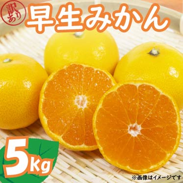 【2025年11月上旬〜順次発送】 訳あり 早生 みかん 5kg 家庭用 早生みかん 果物 国産 フルーツ 柑橘 蜜柑 期間限定 季節限定 訳あり品 大きさ 不揃い ミカン  静岡県 藤枝市静岡県藤枝市10000果