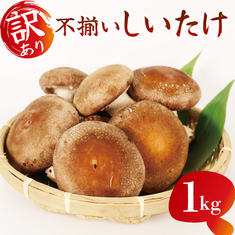 訳あり 不揃い 生しいたけ 1kg 生 しいたけ シイタケ 椎茸 大ぶり 食べ応え 厚い 肉厚 うまみ 栽培期間中 農薬不使用静岡県藤枝市6000野菜・きのこ