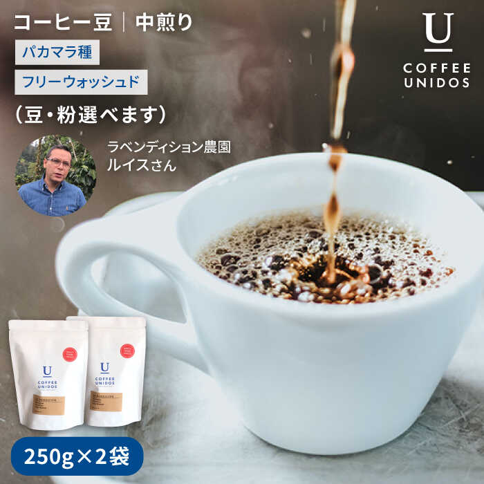  R[q[  250g × 2 i  E  Iׂ܂ j jJOAY xfBV_ pJ} t[EHbVh st yCOFFEE UNIDOSz [AQF002]  JtF R[q[