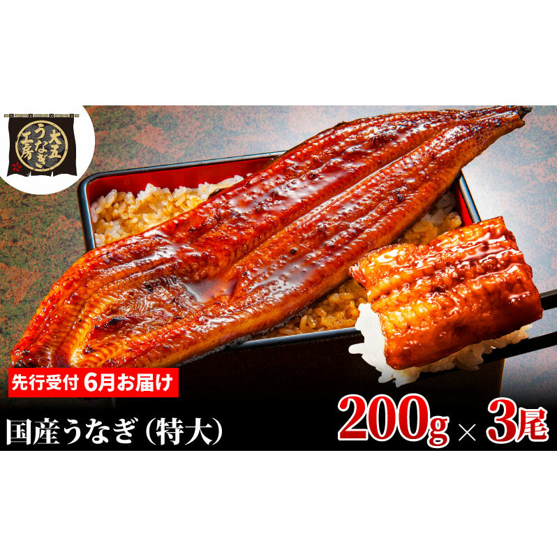 先行受付 【6月上旬配送】 うなぎ蒲焼 200g×3尾(600g) うなぎ 鰻 蒲焼 蒲焼き 大五通商 静岡 島田市静岡県島田市23000魚介・海産物うなぎ