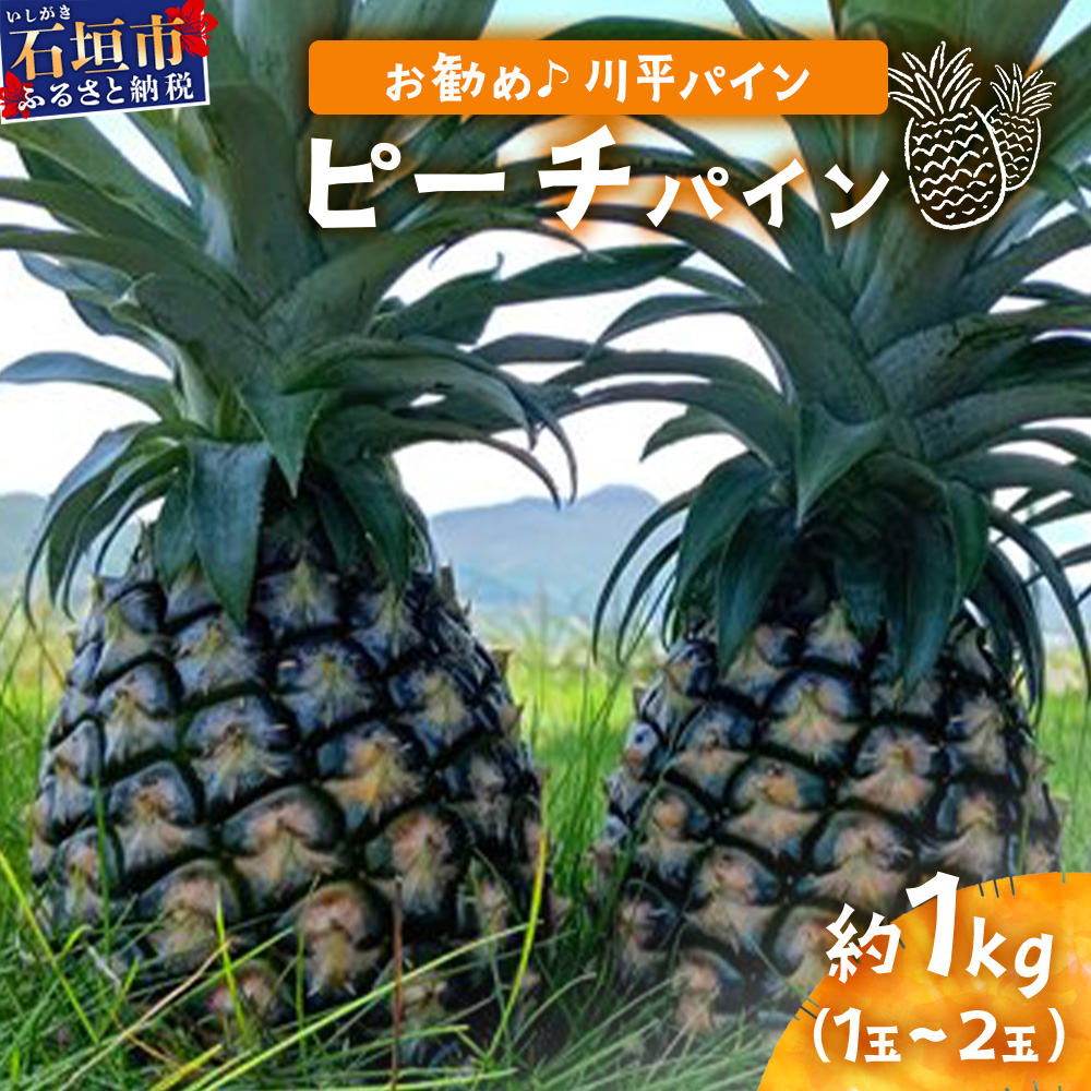 【先行予約】ピーチパイン1kg(1〜2玉)お勧め♪川平パイン《2026年5月〜11月頃順次発送》KN-4沖縄県石垣市10000果物・フルーツマンゴー・パイナップル