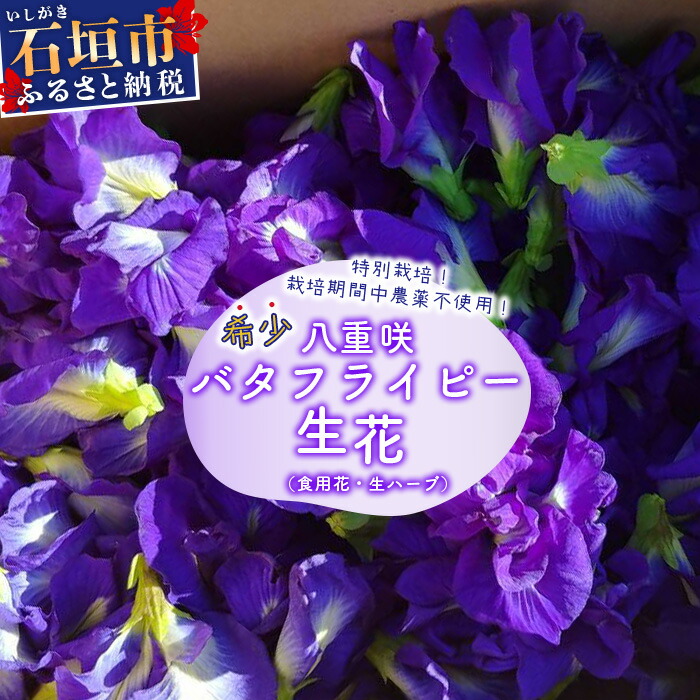 希少!採れたて新鮮!八重咲バタフライピーの生花(食用花、生ハーブ)特別栽培、栽培期間中農薬不使用 3月〜11月順次発送【 沖縄県 石垣市 沖縄 石垣 石垣島 花 生花 ハーブ 離島のいい