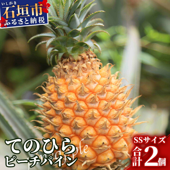 《2026年4月〜7月順次発送》枝先完熟 てのひらピーチパイン 1kg (SSサイズ2個) 希少!濃厚!【 沖縄 石垣市 石垣島 希少 完熟 パイナップル パイン ピーチパイン パイン てのひらパイン 産地直