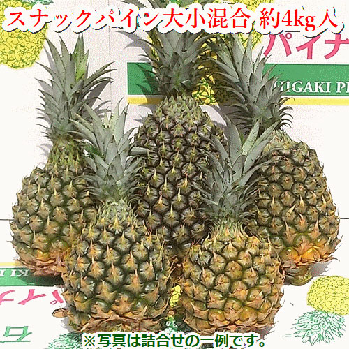 【先行予約】《2025年夏季 順次発送》石垣島産・スナックパイン 訳ありの大小混合セット SI-24-1沖縄県石垣市14000果物・フルーツマンゴー・パイナップル