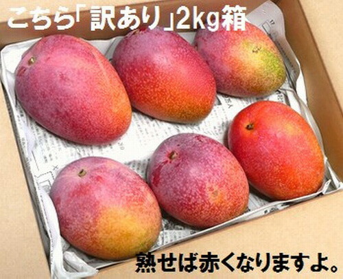 【予約受付】石垣島産 《訳あり・ご自宅用マンゴー》 約2kg エコ箱入り(3~6個入り) 2025年6月末~7月下旬発送 SI-30-2沖縄県石垣市30000果物・フルーツマンゴー・パイナップル