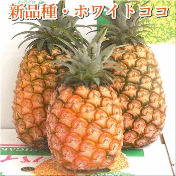 【先行予約】ホワイトココパイン 2〜3玉 計2〜3kg 《2025年5月上旬より順次発送》【 産地直送 沖縄 石垣 フルーツ パイナップル パイン ホワイトココ 】 SI-50沖縄県石垣市20000果物・フルーツマ