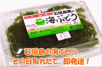 海ぶどう 60g入×3パック 計180g (タレ付き)・収穫当日に発送!《4月〜10月順次発送》【 沖縄県 石垣市 海ブドウ 海藻 クビレヅタ 養殖 プチプチ 食感 常温 】SI-65沖縄県石垣市10000魚介・海産