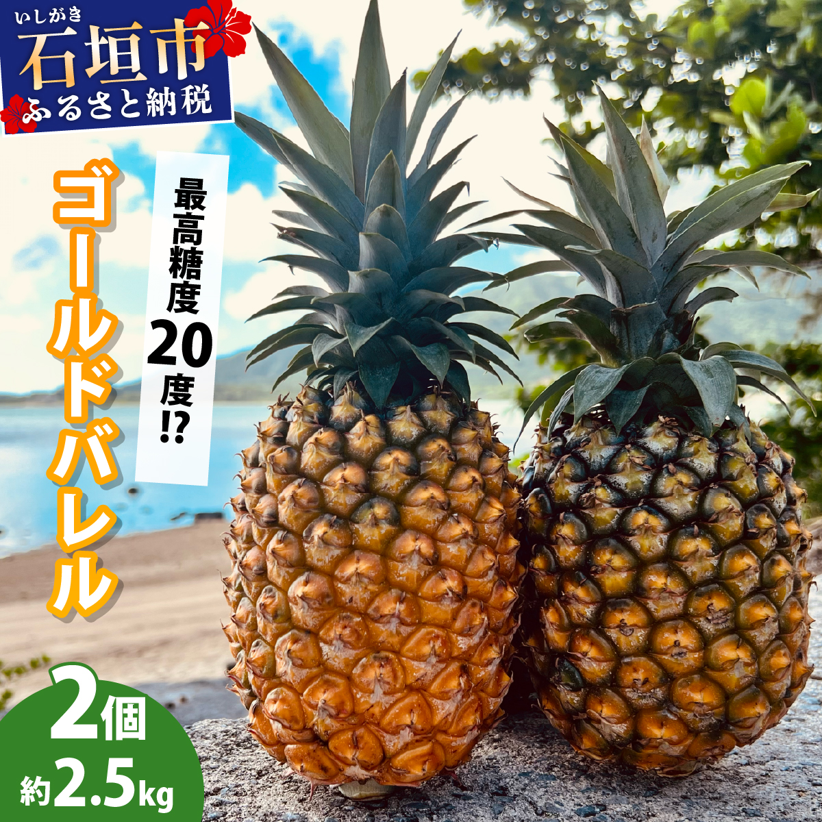 【先行予約2026年5月下旬ころから順次発送】最高糖度20度!?石垣島産完熟ゴールドバレル 2玉 約2.5kg沖縄県石垣市28000果物・フルーツマンゴー・パイナップル