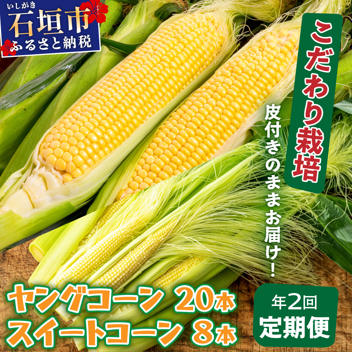 【先行予約2026年1月-5月配送】1番遅くて1番早い_ プレミアムヤングコーンとスイートコーンのよくばり定期便!!朝採れを皮付きのままお届け!!沖縄県石垣市26000果物・フルーツマンゴー