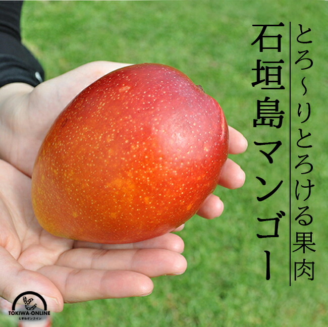 【先行受付】《2025年7月〜8月中旬順次発送》訳あり 沖縄マンゴー(石垣島産)4kg ときわマンゴー農園【ふるさと納税 石垣島 沖縄県石垣市 石垣市 南国 フルーツ マンゴー 果物 訳あり】 TK-4