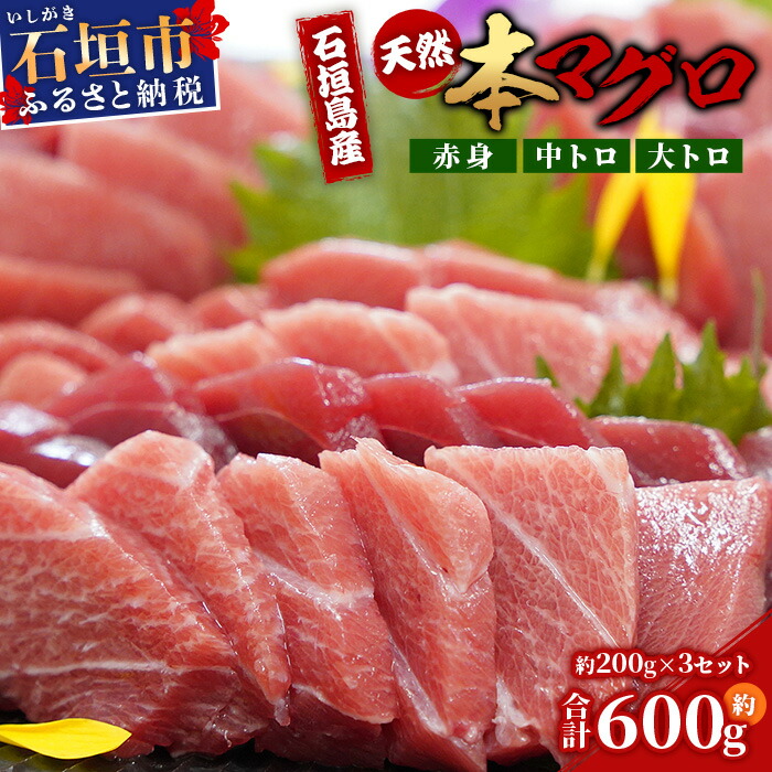 【先行予約】YE-01 石垣島産 天然本マグロ600g(まぐろ赤身・中トロ・大トロのミックスセット )ヤエスイ マグロ船直送【2025年6月下旬より順次発送】【  産地直送 大トロ 大とろ 中トロ 中と