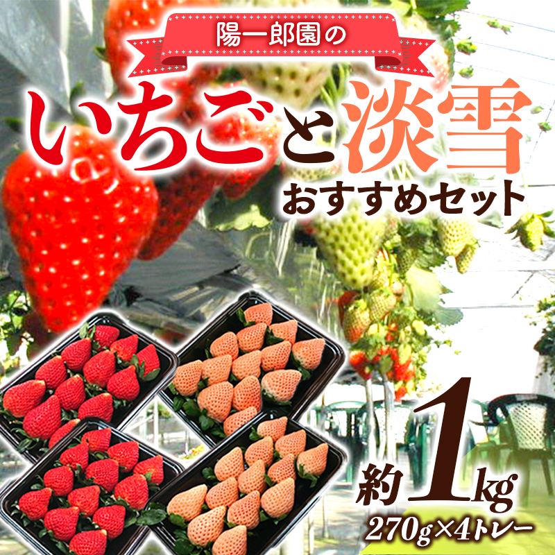 陽一郎園のおすすめいちごと淡雪のセット 約1kg イチゴ 苺 果物 くだもの フルーツ 食べ比べ 数量限定 F4H-0035群馬県渋川市17000果物・フルーツいちご