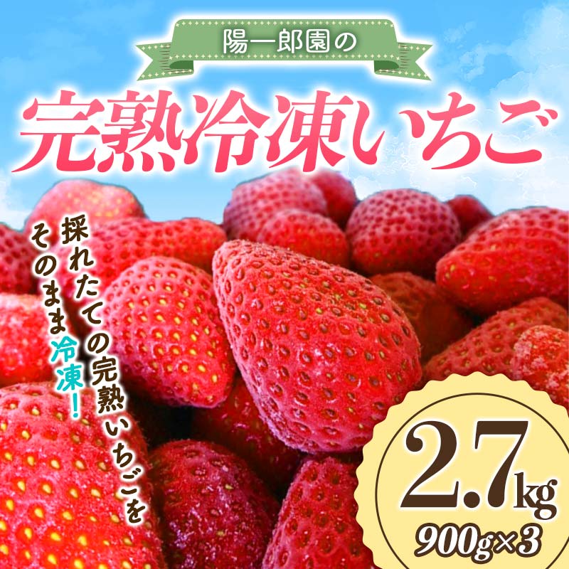 【1月発送】 陽一郎園の完熟冷凍いちご 2.7kg【令和4年群馬県いちご品評会銀賞受賞】 F4H-0659群馬県渋川市16000果物・フルーツいちご