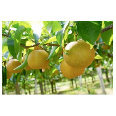 ずっしり5kg【豊水】栃木県小山市産の梨【1487248】栃木県小山市16000果物・フルーツりんご・梨