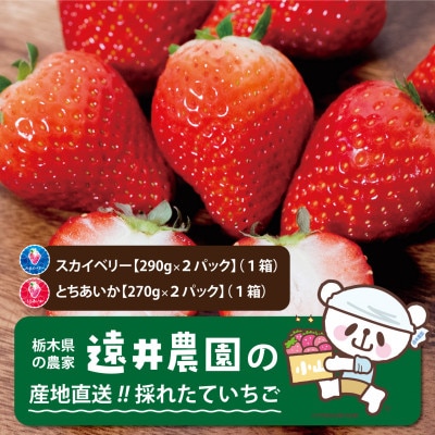 栃木県産のいちご2種食べ比べ|スカイベリー2パック(1箱)・とちあいか2パック(1箱)【配送不可地域:離島】【1518935】栃木県小山市17000果物・フルーツいちご
