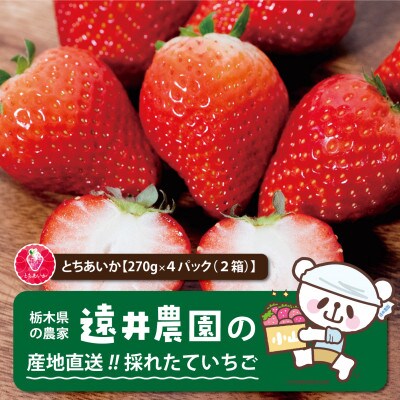 産地直送!!栃木県遠井農園の美味しいとちあいか【270g×4パック(2箱)】【配送不可地域:離島】【1518939】栃木県小山市17000果物・フルーツいちご