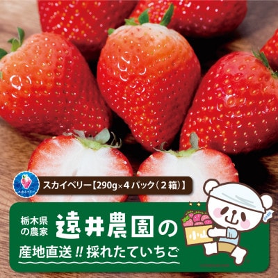 産地直送!!栃木県遠井農園の美味しいスカイベリー【290g×4パック(2箱)】【配送不可地域:離島】【1518943】栃木県小山市17000果物・フルーツいちご