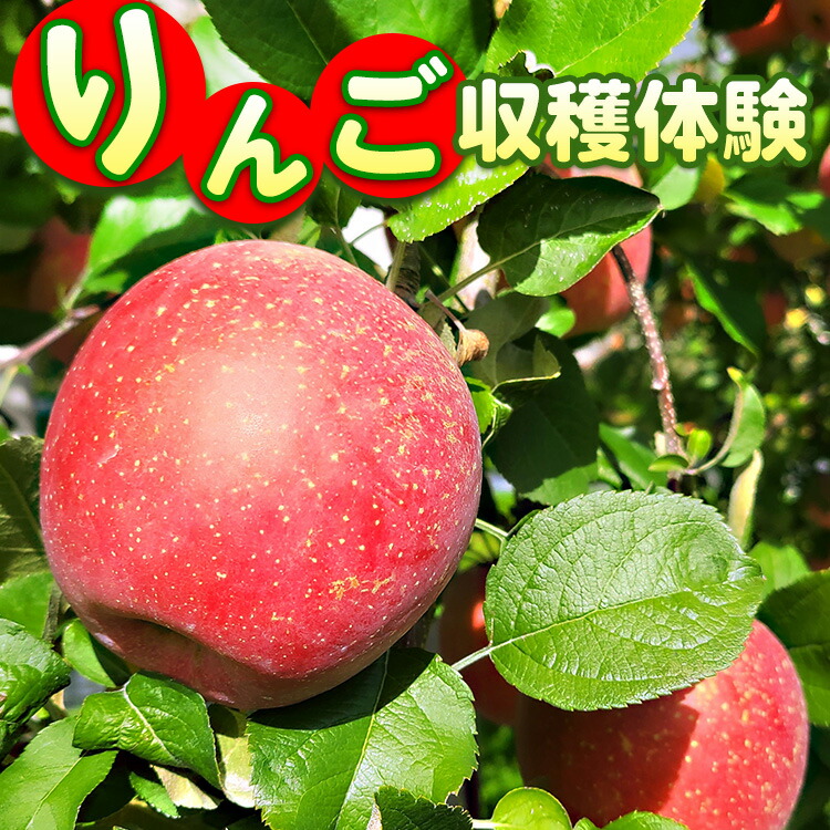 10-36 񂲎ň b  S 񂲎 ̌ ň `Pbg t[c ʕ ́@2025N8{`11{ɏ\Ȗ،ߐ{GRs10000ʕEt[c