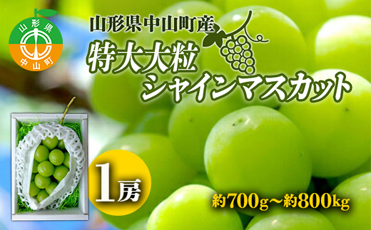 【2025年先行予約】山形県中山町産特大大粒シャインマスカット 約700g〜約800g(1房) 期間限定 数量限定 山形県産 フルーツ 高級 贅沢 ぶどう ブドウ 葡萄 F4A-0105山形県中山町12000果物・フルーツ
