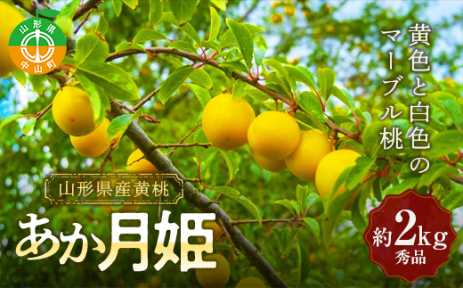 《2025年先行予約》山形県産 黄桃<あか月姫> 約2kg 秀品 数量限定 【2025年8月発送開始】 ジューシー もも モモ 濃厚 フルーツ 果物 くだもの 季節限定 F4A-0381山形県中山町10000果物・フルーツ