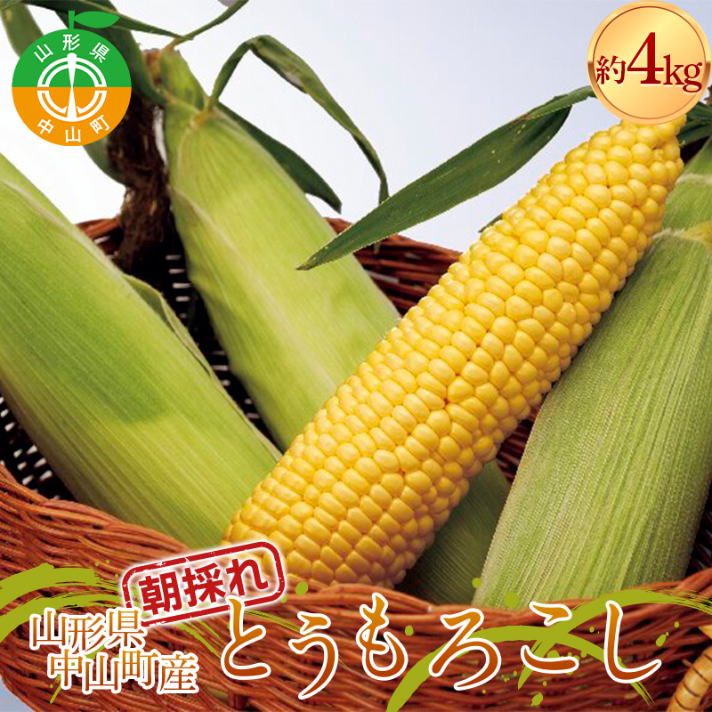 《2026年 先行予約》 山形県 中山町産 とうもろこし(スイートコーン) 約4kg(9〜12本) 【青柳農園】 トウモロコシ 野菜 やさい F4A-0408山形県中山町10000果物・フルーツりんご・梨
